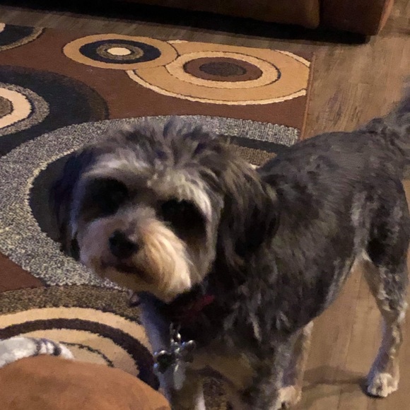 Meet your Posher, Jack - Picture 6 of 9